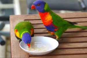 Top 20 Most Beautiful Playing Parrot | Colourfull Parrots