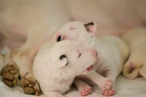 cute puppies of bullterrier