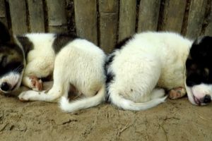 cute puppies sleeping