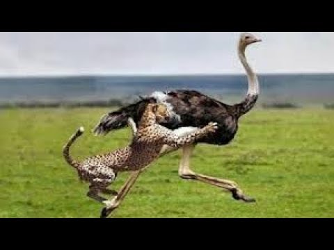 ostrich vs Cheeter, animal fight, animals, attack, battle, battle at kruger, bbc, bbc earth