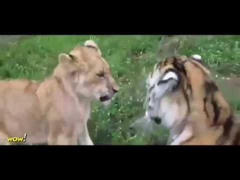 top 10 Lion vs Tiger vs Bear Top 10 Craziest Animal Fights   Wild Animal Attacks