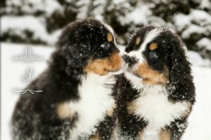 top 7 cute puppies