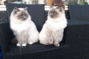 unbelievable ragdoll cats Lizzy and Kyra play outside! they are so sweet and funny ♡ happy animals♡