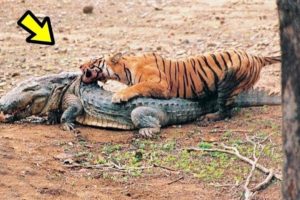 14 CRAZIEST Animal Fights Caught On Camera