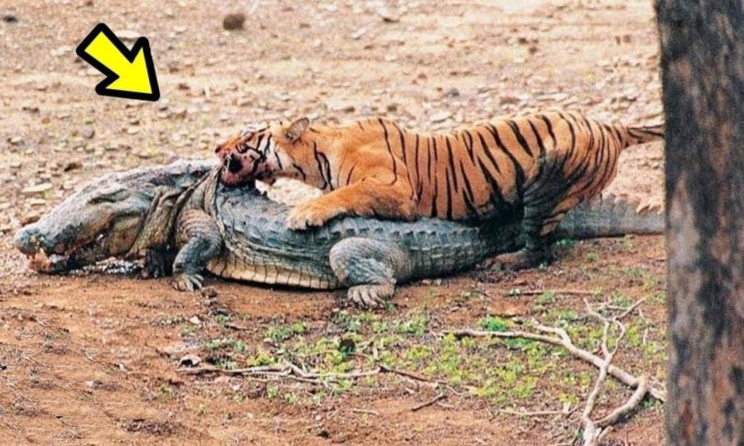 14 CRAZIEST Animal Fights Caught On Camera