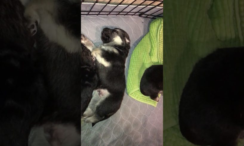 2 week old puppies - Sleeping, Yawning and Stretching - Cute Puppies :)