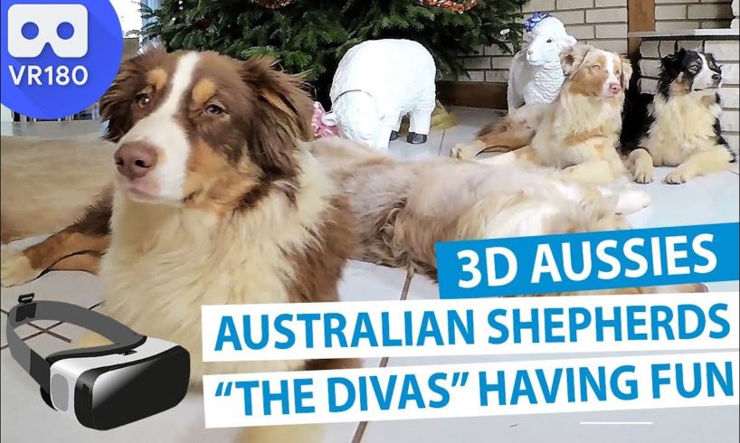 3D Meet the Animals: Meet "The Rapper Divas" Australian Shepherds [VR180]