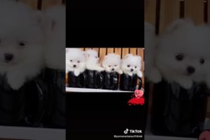 4 cute puppies