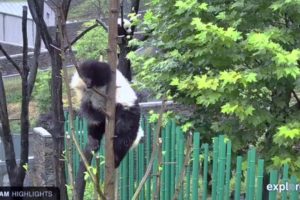 A panda cub playing on a branch #1