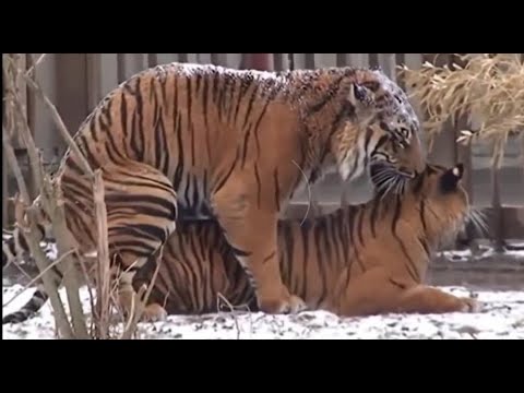 ANIMALS ATTACK - Top 10 Most Deadly Animals in Africa - Wild Cats Mating - Lion, Tiger, Jaguar