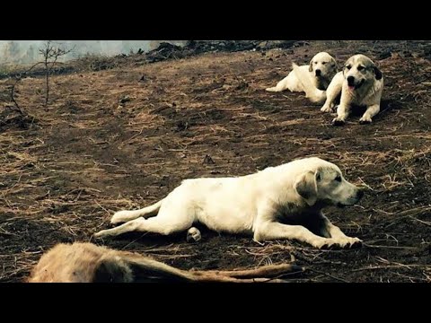 After Wildfire Breaks Out, Man Finds Family of Sheep Dogs Protecting Deer From Predators