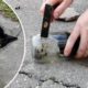 Animal rescue stories: Kitten’s head freed from a jar - TomoNews