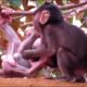 Animals Monkey baby sika and cuteboy playing so happy today