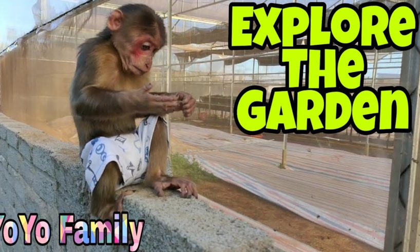 Baby Monkey| YoYo family is playing in the garden|Family YoYo|