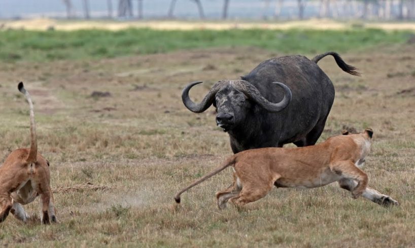 Buffalo vs Lion - Most Amazing Moments Of Wild Animal Fights! Wild Discovery Animals #2