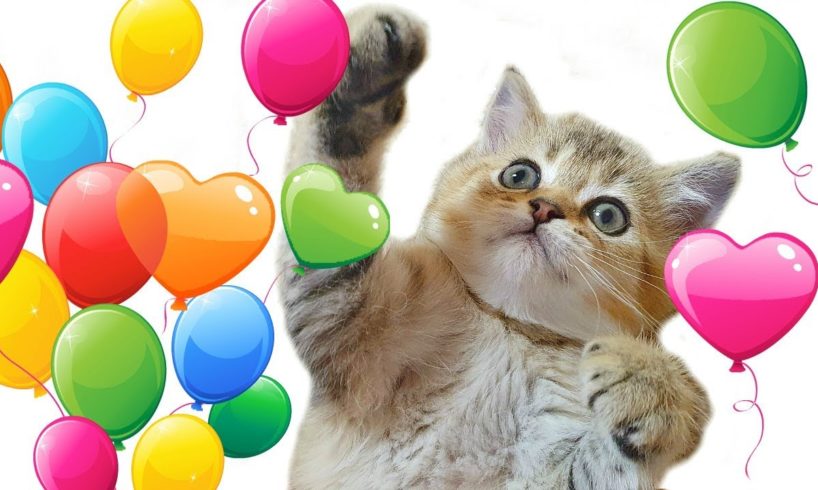 Cat VS balloons | Kittens play with balloons FOR THE FIRST TIME!