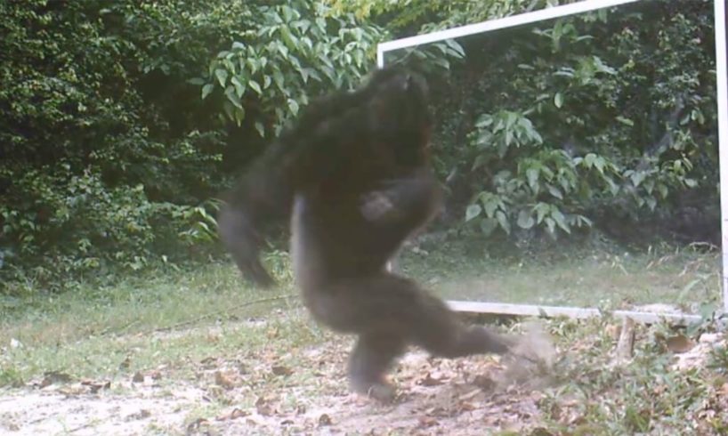 Chimps Attacks Mirror Reflections