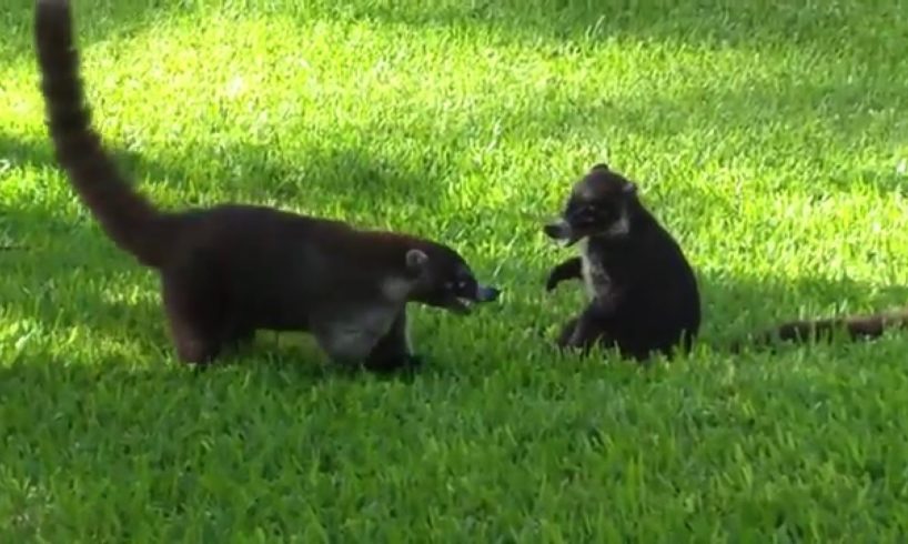 Coatis playing. Observing Wildlife. Funny Animals