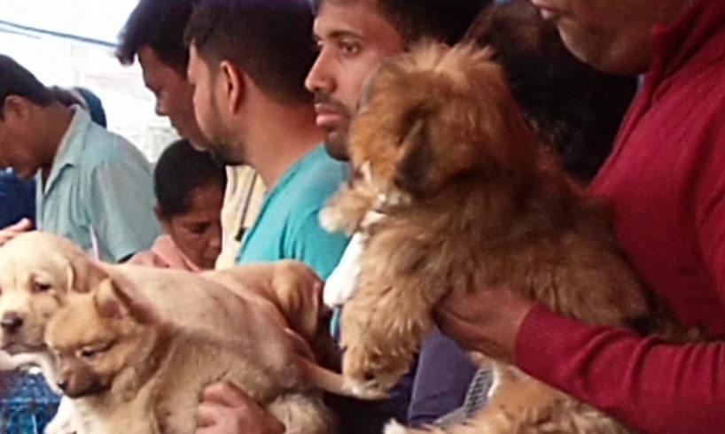 Cute Puppies For You At Galiff Street l Galiff Street Largest Pet Market of India