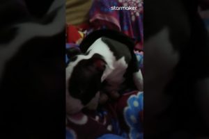 Cute puppies American bully and guddi