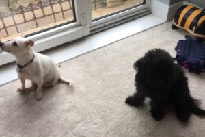 Cute puppies being good