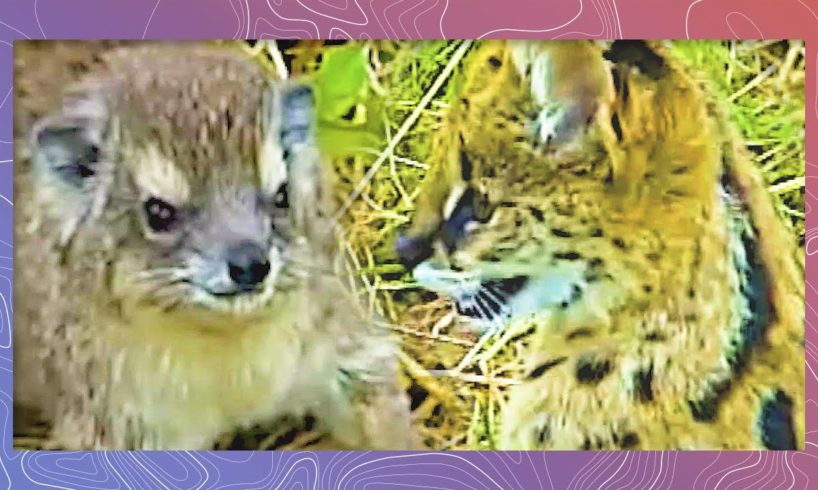 Dancing with Servals | Serval Cat Plays With Rock Hyrax