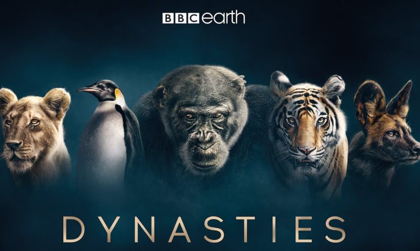 Dynasties: First Look Trailer | New David Attenborough Series | BBC Earth