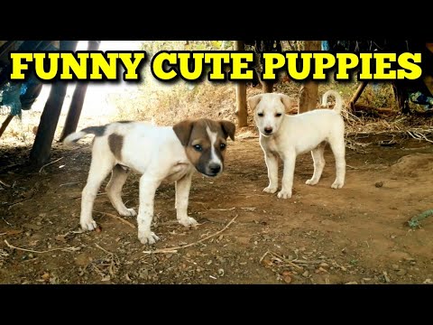 FUNNY CUTE PUPPIES PLAYING IN FIELD. #PUPPIES.