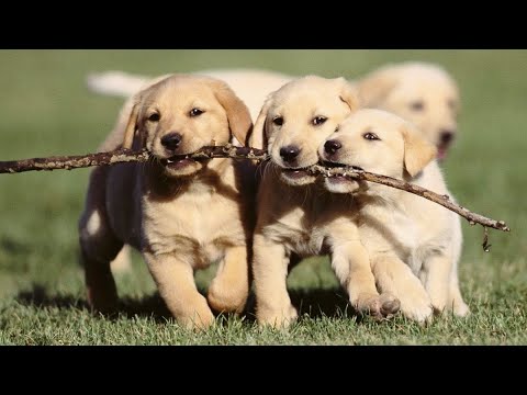 Funniest Cutest Puppies !!! Mother Dog Is Playing With Her Adorable Puppies !!!