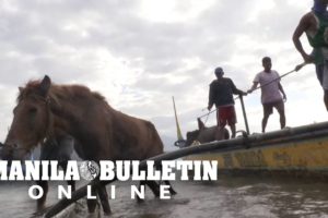 Groups rescue animals left behind after Taal volcano eruption