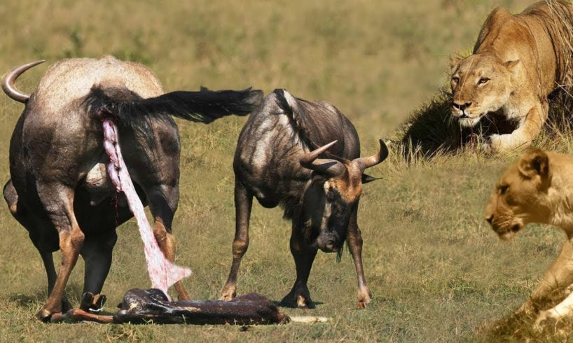 Help Mother Wildebeest Giving Birth In The Wild   Animals Fight Powerful Lion vs Wildebeest