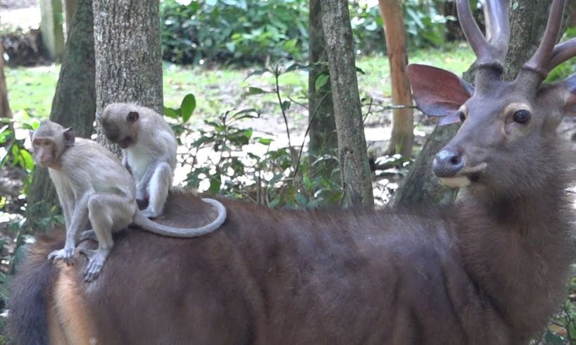 How Animals Make Friends - Monkeys Playing On The Deers' Back