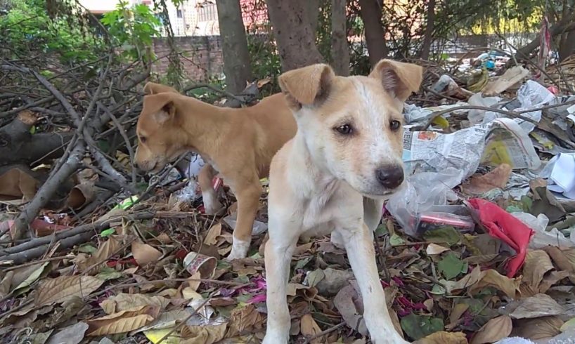 Indian cute puppies