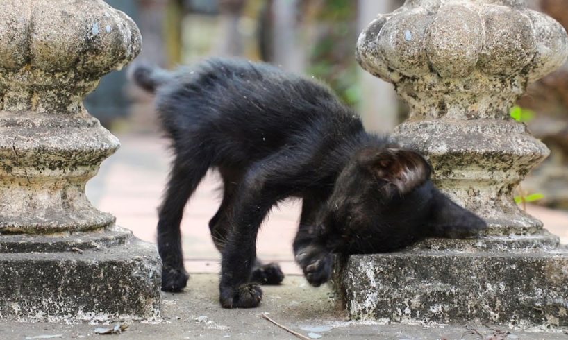 Kitten Rescued By Giving Foods | Save The Kitten