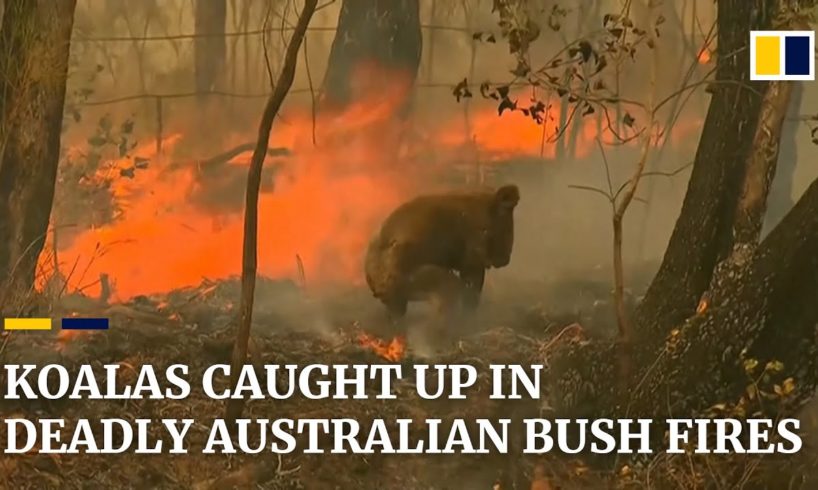 Koala rescued from deadly Australian bush fires