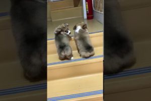 Let me help ya! Heartwarming teamwork. Cute puppies team up.