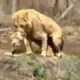 Lions Fight Lioness vs Lion Best animals fights  with wild 2019 animals lion tiger bear attack