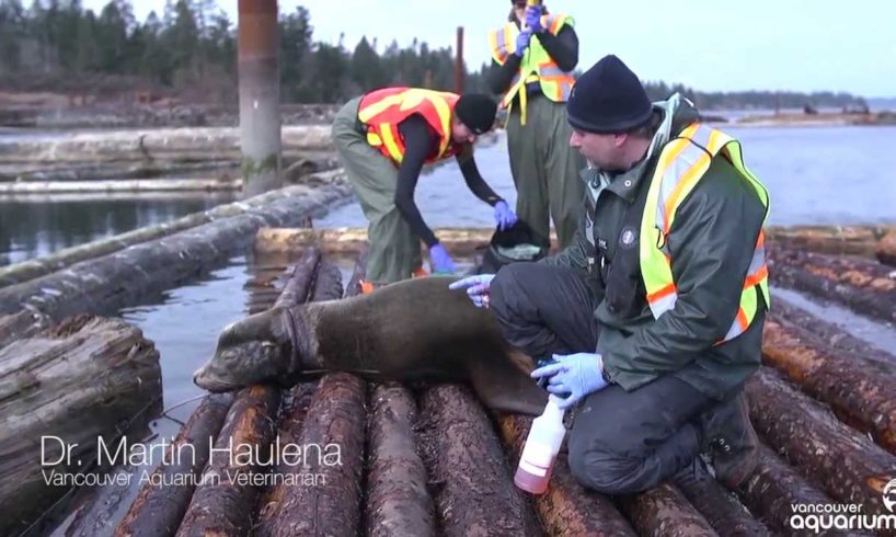 People free sea lion entangled in garbage