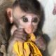 Pets and Animals : Adorable little baby boy monkey playing on the tree | Episode 26