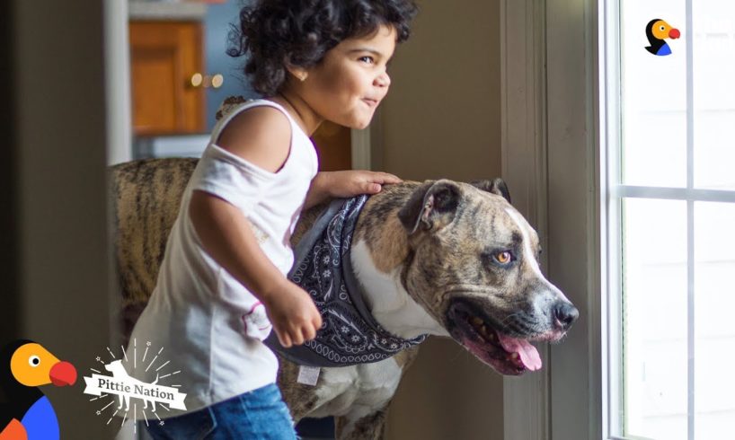 Pit Bull Dog Has Loved His Little Sister Since Before She Was Born - EROS | The Dodo Pittie Nation