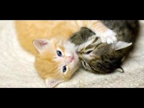 | Playing Cats | Funny Animals | Playing Kittens |