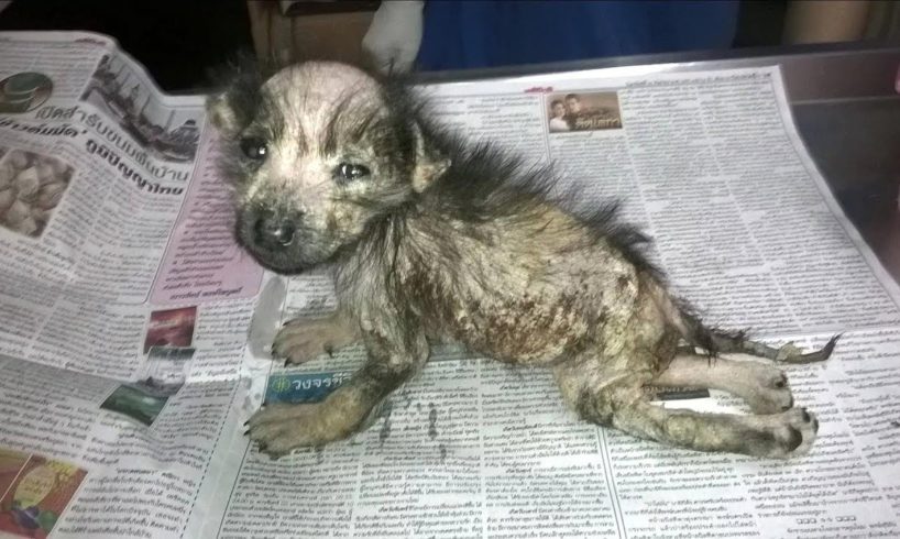 Rescue Disable Puppy From Little Poor Life to the Queen | Amazing Transformation