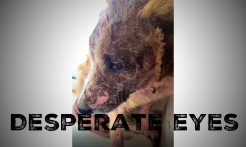 Rescue Dog Stuck Between 2 Walls With Desperate eyes