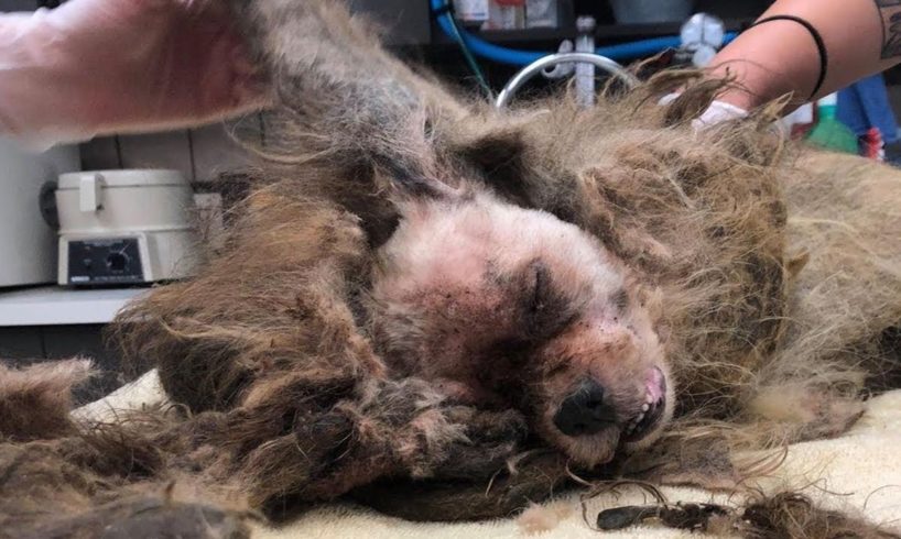 Rescue Poor Dog Was A Miserable Soul On The Street & Amazing Transformation