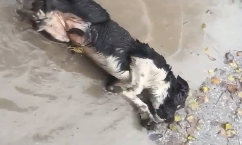 Rescue Poor Dog Was Blind & Was Struggling In Puddle On The Street