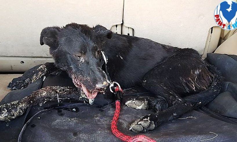 Rescue Poor Dog With A Start Of Being Fed Razor Blades And a Happy Ending