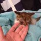 Rescue Poor Kitten was Damaged 2 Eyes to Fully BLIND | Heartbreaking