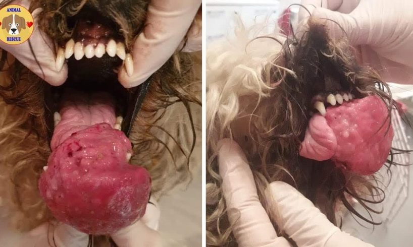 Rescue Poor Puppy Has Tongue Cancer & Amazing Transformation