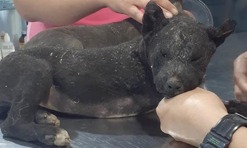 Rescue Poor Two Puppy Were Burned In Sugarcane Fields Make Swollen All Over The Body