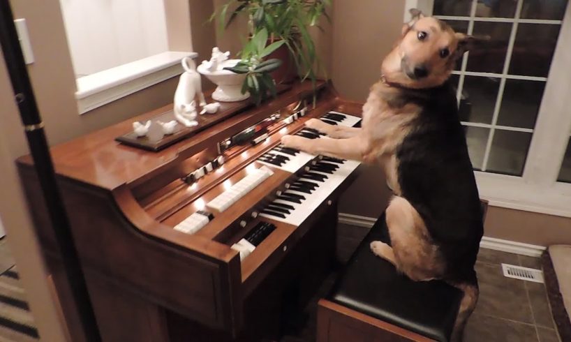 Rescue dog turns on piano and plays it